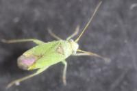 Platycranus bicolor