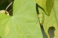 Stictocephala alta