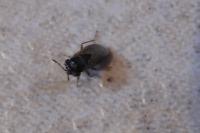 Geocoris megacephalus