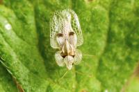 Corythucha ciliata