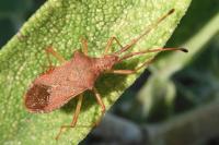 Gonocerus acuteangulatus