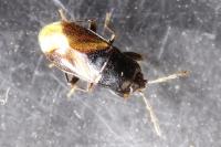 Plinthisus brevipennis
