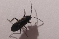 Rhyparochromus vulgaris
