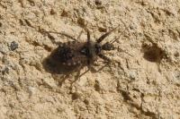 Coranus griseus