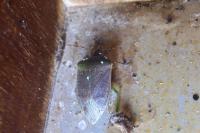 Nezara viridula