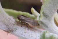 Philaenus spumarius