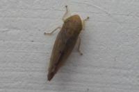 Synophropsis lauri