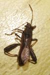 Camptopus lateralis