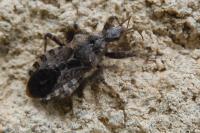 Coranus griseus