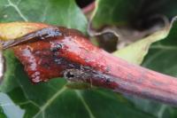 Lygaeosoma sardeum