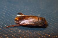 Hesperocorixa sahlbergi