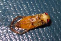 Hesperocorixa sahlbergi