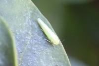 Cicadella viridis