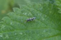 Eupteryx