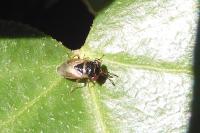 Geocoris megacephalus