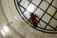 Melanocoryphus albomaculatus