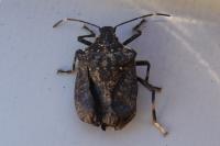 Halyomorpha halys