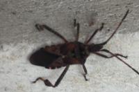 Leptoglossus occidentalis