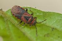 Arocatus melanocephalus