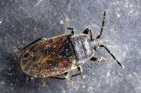 Drymus sylvaticus