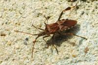 Leptoglossus occidentalis