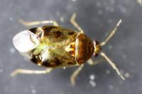 Deraeocoris lutescens