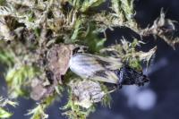 Metopoplax ditomoides