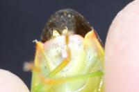 Elasmostethus minor