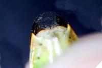 Elasmostethus minor