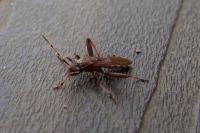 Camptopus lateralis