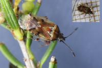 Kleidocerys ericae