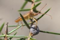 Gonocerus acuteangulatus