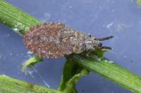 Aradus cinnamomeus