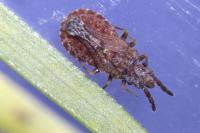 Aradus cinnamomeus
