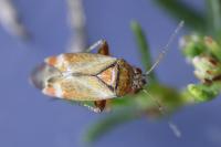 Psallus