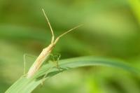 Stenodema laevigata