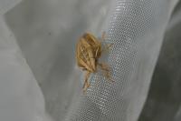 Aelia acuminata