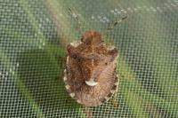 Dyroderes umbraculatus