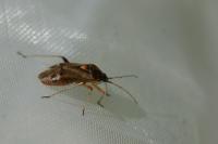 Harpocera thoracica