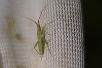 Stenodema laevigata