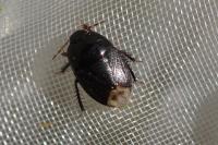 Geotomus