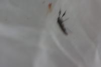 Heterotoma planicornis