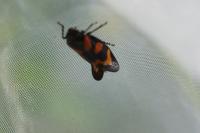 Cercopis vulnerata