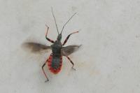 Rhynocoris annulatus