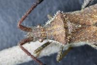 Coriomeris denticulatus