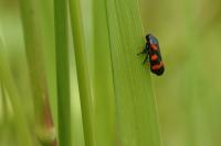 Cercopis sanguinolenta