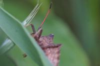 Gonocerus acuteangulatus