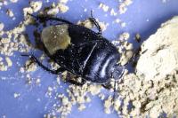 Cydnus aterrimus