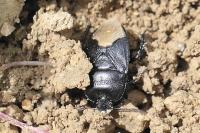 Cydnus aterrimus