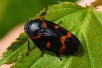 Cercopis intermedia